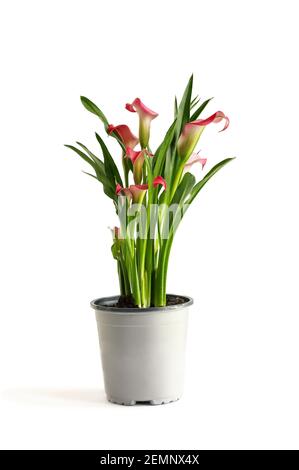 Schöne rosa Calla Lilies, Zantedeschia aethiopica; mit Clipping Pfad isoliert über einem weißen Hintergrund mit hellen Schatten. Stockfoto