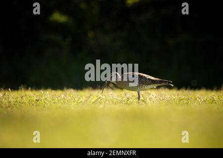 Ein Wimmelvogel, der sich auf einem Feld ernährt Stockfoto