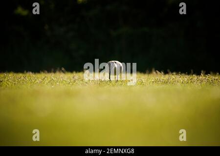 Ein Wimmelvogel, der sich auf einem Feld ernährt Stockfoto