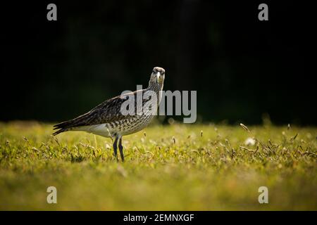 Ein Wimmelvogel, der sich auf einem Feld ernährt Stockfoto