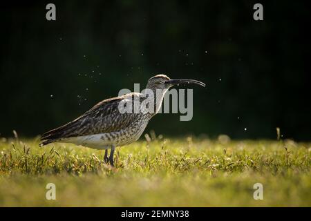 Ein Wimmelvogel, der sich auf einem Feld ernährt Stockfoto