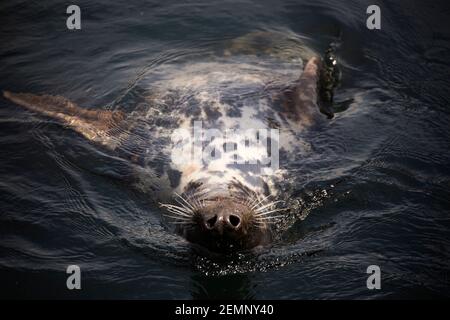 Eine Graue Robbe, die kopfüber im Meer schwimmt Stockfoto