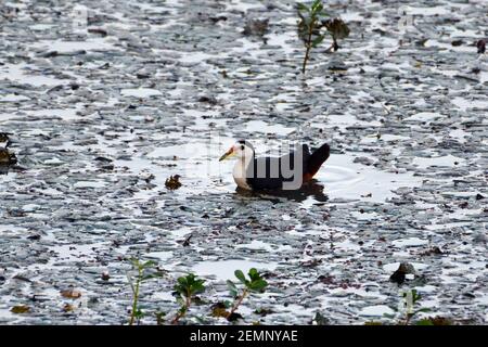 White Breasted Waterhen Schwimmend Im Feuchtgebiet Stockfoto