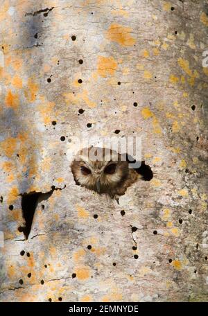 Kubanische Siebe-Eule, Otus lawrencii, alleinerziehender Erwachsener, der aus dem Nestloch in Palme, Zapata Peninsula, Provinz Matanzas, Kuba schaut Stockfoto