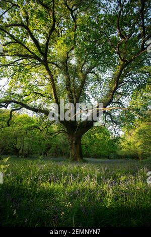 Ein großer Baum in einem Wald, umgeben von Bluebells Stockfoto