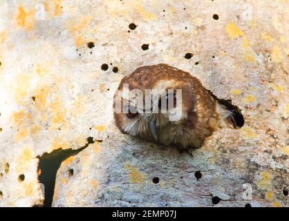 Kubanische Siebe-Eule, Otus lawrencii, alleinerziehender Erwachsener, der aus dem Nestloch in Palme, Zapata Peninsula, Provinz Matanzas, Kuba schaut Stockfoto