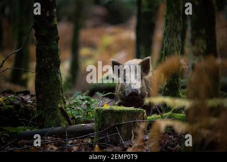 Ein Wildschwein tief in einem Wald Stockfoto