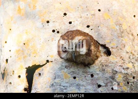 Kubanische Siebe-Eule, Otus lawrencii, alleinerziehender Erwachsener, der aus dem Nestloch in Palme, Zapata Peninsula, Provinz Matanzas, Kuba schaut Stockfoto