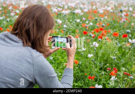 Frau, die mit dem Mobiltelefon Fotos von Mohnblumen gemacht hat Ein Feld Stockfoto