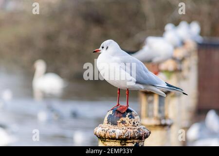 Eine kleine schwarze Möwe, Wintermöwe, die auf einem alten Metallmast am See sitzt, viele Möwen in einer Reihe, die auf Stangen stehen, mit Fokus auf t Stockfoto