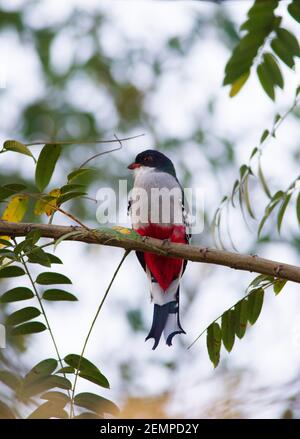 Kubanischer Trogon, Priotelus temnurus, alleinerziehend im Baum, Kuba Stockfoto