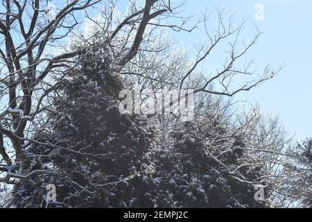 Nach einem Schneefall und einem kalten, sonnigen Morgen, der schmelzenden Schnee in Eis verwandelte, wurden die Äste von Bäumen in Eis gehüllt. -03 Stockfoto