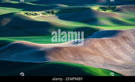 Kontrast zwischen gepflügten und neu gepflanzten Weizenfeldern in der Palouse Region im Osten von Washington State Stockfoto