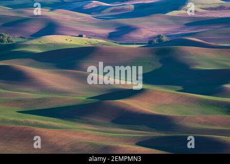 Lange Schatten schleichen sich durch das Ackerland im Frühling in der Region Palouse Des Staates Ost-Washington Stockfoto