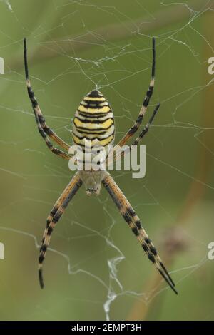 Ganzkörper Nahaufnahme der Wespenspinne, Argiope bruennichi, in der Gard, Frankreich Stockfoto
