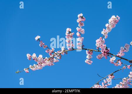 Zweig der zarten rosa Kirschblüte vor klar Blauer Himmel Stockfoto