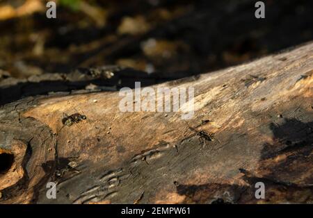 Holz und Peering aus dem Loch in Holz. Zimmermann aka Holzamant. Schwarze Ameise auf verbranntem Holz Stockfoto