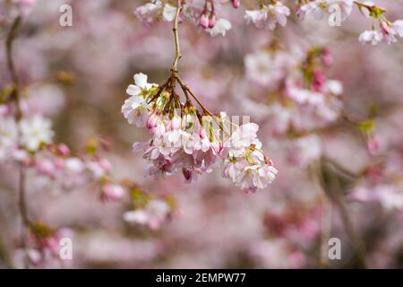 Masse der rosa Kirschblüte, die den blauen Himmel füllt Stockfoto