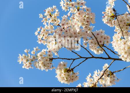 Zweig der Yoshino Kirschblüte gegen blauen Frühlingsshimmel Stockfoto