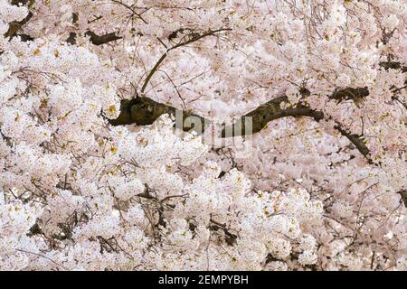 Yoshino Kirschblüte umgeben Stützzweig Stockfoto
