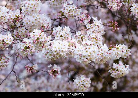 Zweig der zarten Yoshino Kirschblüte Stockfoto