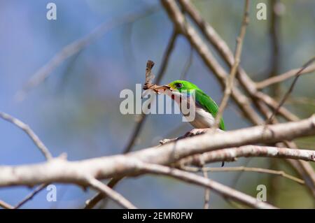 Kubanischer Tody, Todus multicolor, alleinerziehend auf Zweig mit Insekt in Schnabel, Kuba Stockfoto