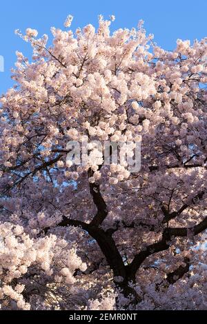 Yoshino Kirschbaum mit Frühlingsblüten Stockfoto
