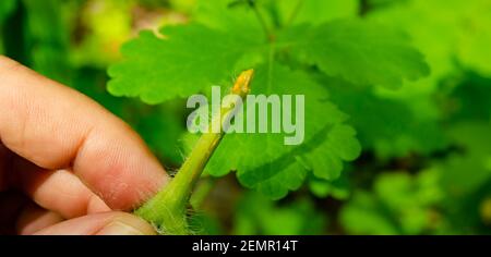 Person Hand hält Sprout von Chelidonium majus Blätter auch bekannt:größere Zellandine, Schwalbenwürze oder Tetterwort Latex wird verwendet, um Warzen loszuwerden Stockfoto