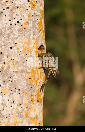 Fernandina's Flicker, Colaptes fernandinae, alleinerwachsenes Männchen, das in ein Nestloch in Fächerpalme, Zapata Peninsula, Provinz Matanzas, Kuba schaut Stockfoto