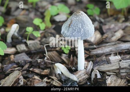 Coprinopsis lagopus, auch Coprinus lagopus genannt, allgemein bekannt als harefoot-Pilz oder Hasenfuß-Tintenfass, Wildpilz aus Finnland Stockfoto