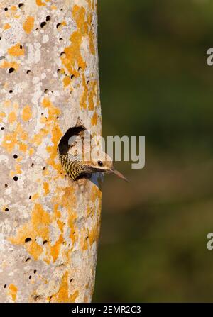 Fernandina's Flicker, Colaptes fernandinae, alleinerwachsenes Männchen, das aus dem Nestloch in Fächerpalme, Zapata Peninsula, Provinz Matanzas, Kuba schaut Stockfoto