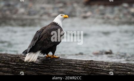 Adulter Weißkopfseeadler Haliaeetus leucocephalus, der auf großem Baumstamm steht und Beobachten von Aktivitäten über dem Nooksack River in Whatcom County in Washington State Stockfoto