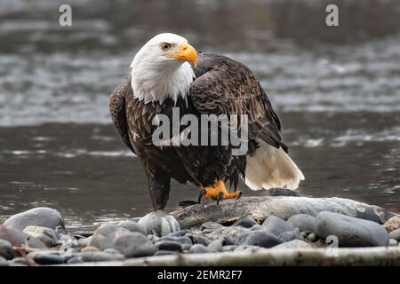 Der Erwachsene Weißkopfseeadler Haliaeetus leucocephalus senkt die Talonen in frisches Chum Lachs im Nooksack River im pazifischen Nordwesten Stockfoto