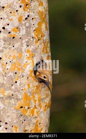 Fernandina's Flicker, Colaptes fernandinae, alleinerwachsenes Männchen, das aus dem Nestloch in Fächerpalme, Zapata Peninsula, Provinz Matanzas, Kuba schaut Stockfoto