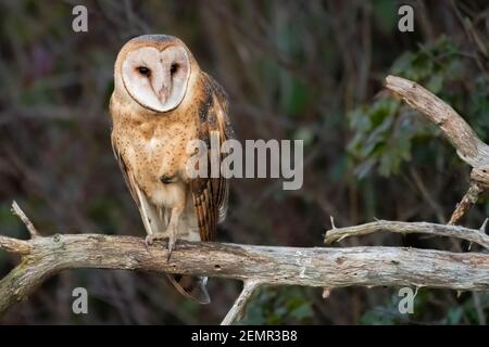 Nahaufnahme einer Scheune Owl Tyto furcata, auf der sie ruht Zweigstelle in Heckenhöhe im Skagit-Tal des Staates Washington Stockfoto