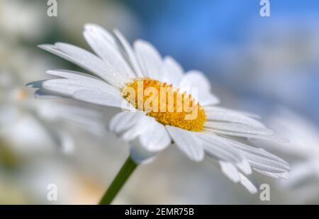 Nahaufnahme von Ochsenauge Gänseblümchen mit blau und weiß Hintergrund Stockfoto