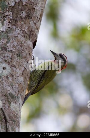 Kubanischer Grünspecht, Xiphidiopicus percussus, alleinerwachsenes Männchen, das außerhalb des Nestlochs auf der Seite des Baumes thront, Kuba Stockfoto