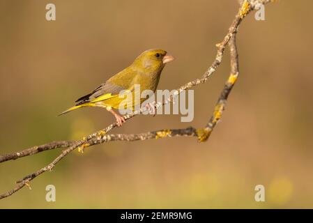 greenfinch thront auf einem Ast mit dem Hintergrund aus Fokus Stockfoto