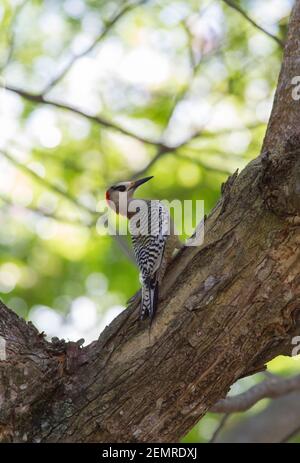 Westindischer Specht, Melanerpes superciliaris, alleinerziehende Frau, die auf einem Ast thront, Kuba Stockfoto