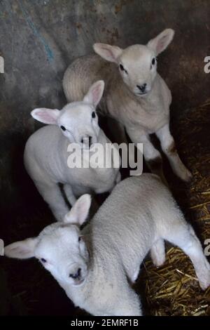 Drei Lämmer auf EINER Farm in Northumberland - Triplets - Weiße Lämmer Alle Freuen Sich - Lämmer Mit Hauptrollen - VEREINIGTES KÖNIGREICH Stockfoto