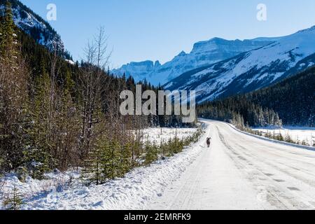 Wunderschöne Dickhornschafe auf dem Icefields Parkway im Banff National Park, Kanada Stockfoto