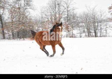 Altes arabisches Pferd galoppieren im Winter Weide bei starkem Schneefall Stockfoto