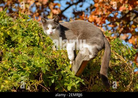 Schöne graue und weiße Smoking Katze hoch oben auf einem Gitter, Blick auf den Betrachter, umgeben von hellen und bunten Herbstlaub Stockfoto