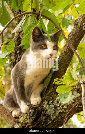 Schöne, junge, blau-weiß gefleckte Katze oben in einem Persimmon Baum im Herbst Stockfoto