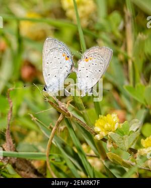 Winzige Oster-Schwanzblaue Schmetterlinge, die sich paaren und an Grashalmen hängen Stockfoto
