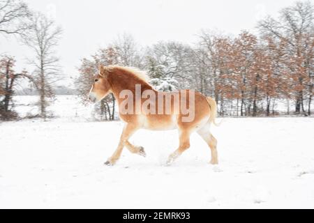 Belgisches Zugpferd galoppieren im Winter Weide im Schneefall Stockfoto