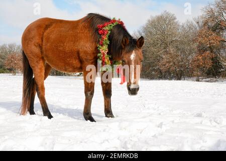 Niedliches kleines rotes Lorbeer-Araberpferd, das in schneebedeckter Weide steht und einen Weihnachtskranz mit rotem und goldenem Lametta und Bögen trägt und den Betrachter anschaut Stockfoto