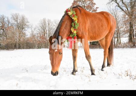 Süßes arabisches Pferd mit einem Weihnachtskranz mit rotem und goldenem Lametta und einem großen roten Bogen, steht in schneebedeckter Winterweide Stockfoto