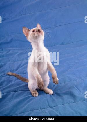 Liebenswert tortie Point Siamese Kätzchen stehen auf zwei Beinen auf einer blauen Decke, Blick über sie Stockfoto