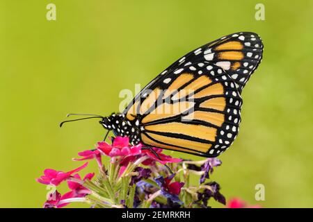 Schöne Monarch Schmetterling auf rosa Verbena Blumen mit Sonnige grüne Sommer Hintergrund Stockfoto